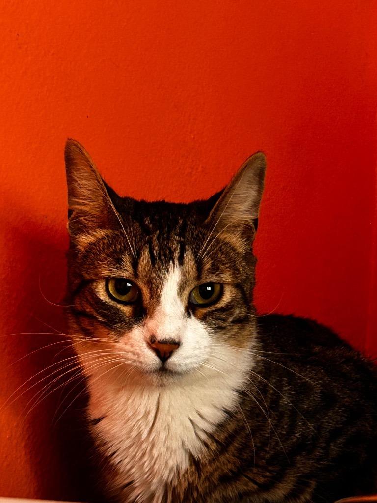 DAMON, a Adoptable mixed breed in Marianna, FL image 3/4