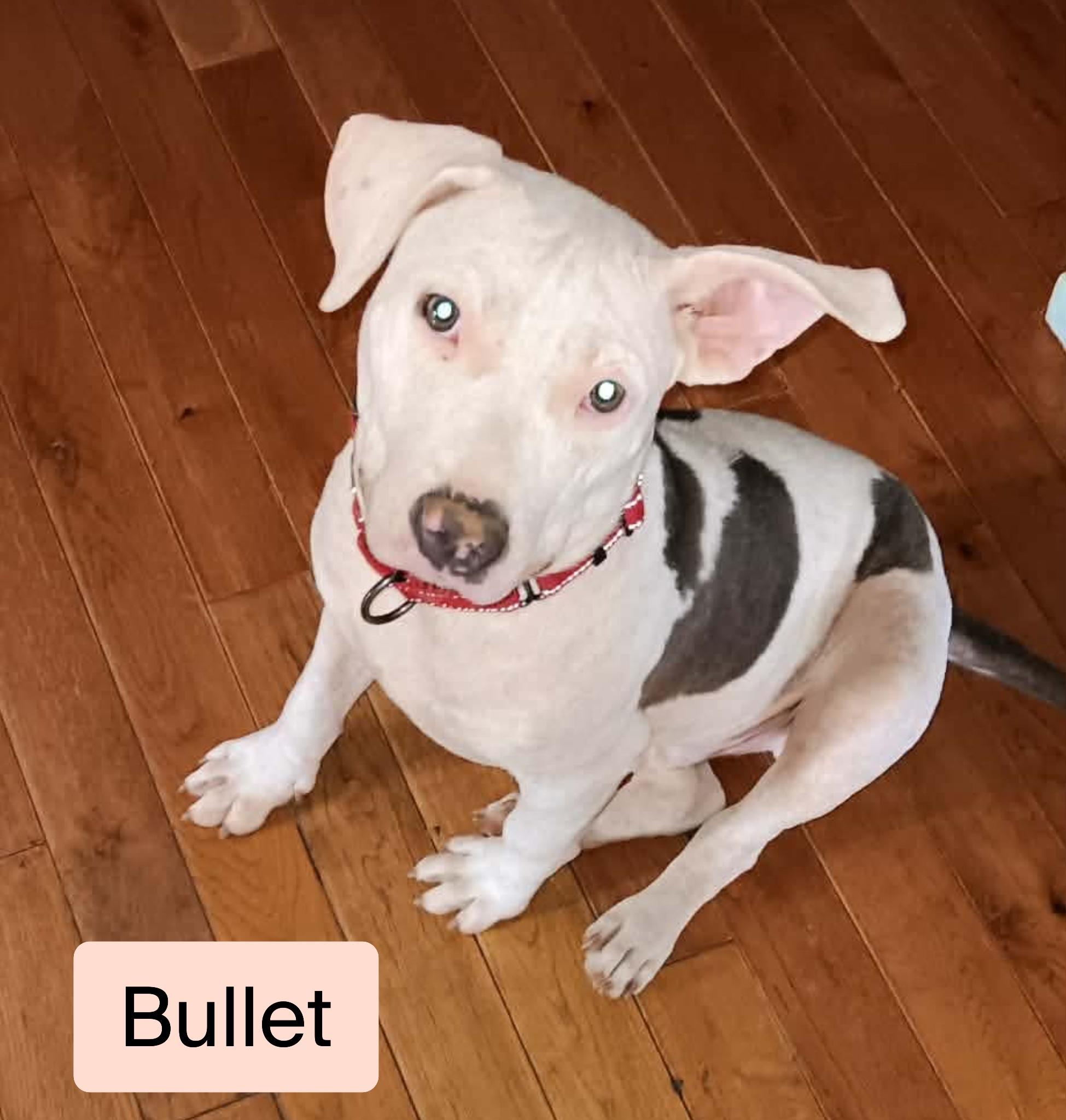 Enlarge Bullet , a ADOPTABLE mixed breed in Stockbridge, GA image 3/3