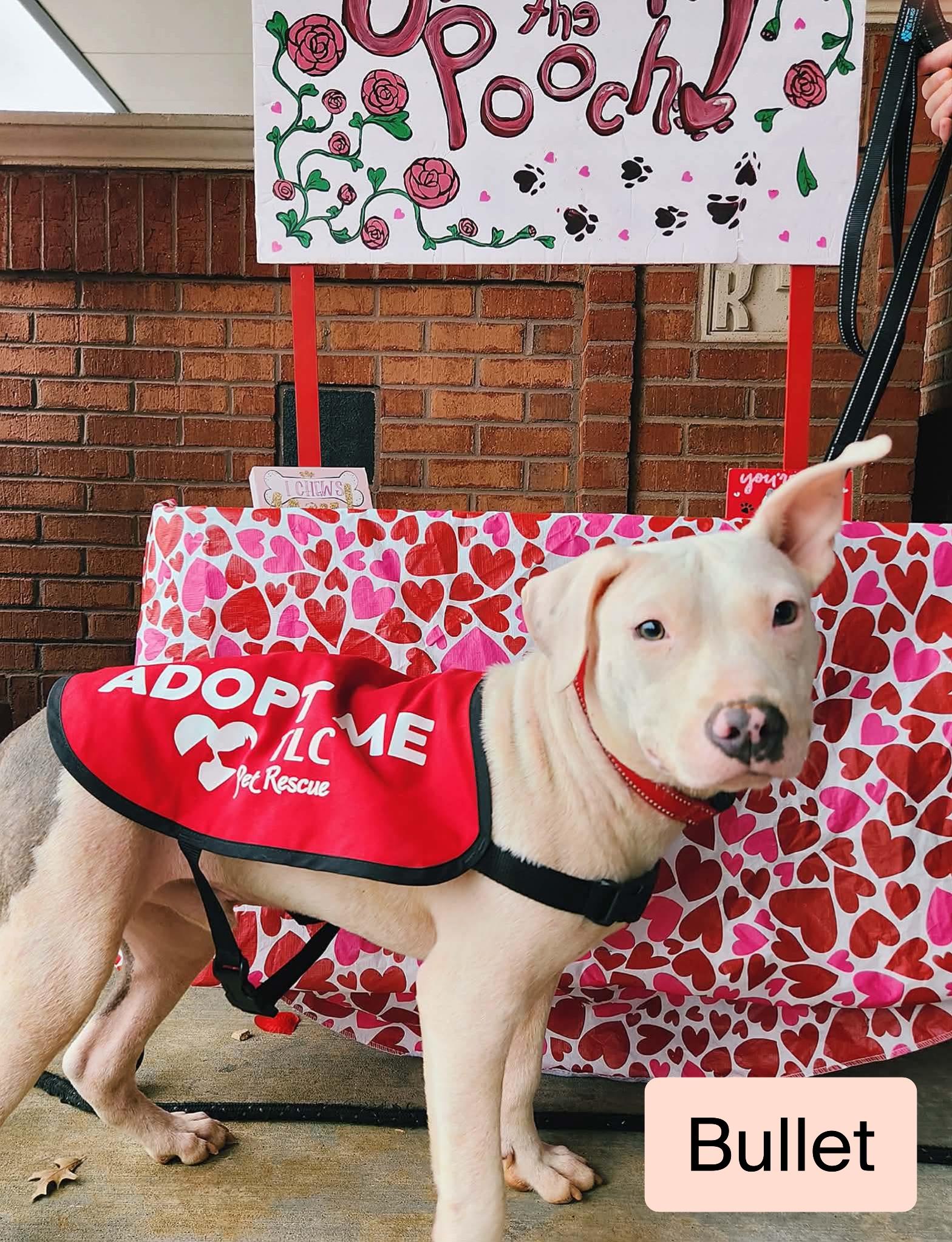 Bullet — thumbnail 2