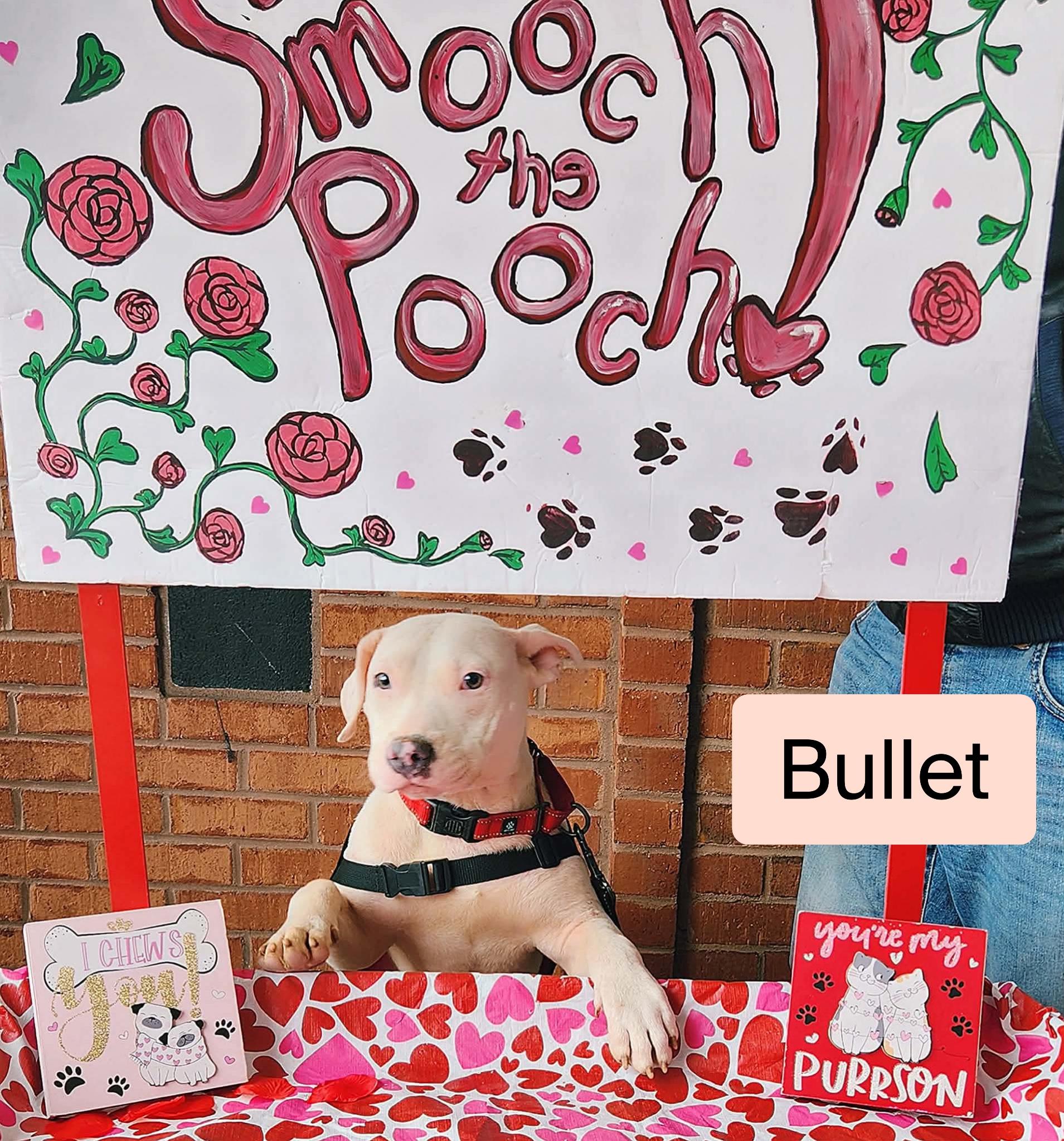Enlarge Bullet , a ADOPTABLE mixed breed in Stockbridge, GA image 2/3