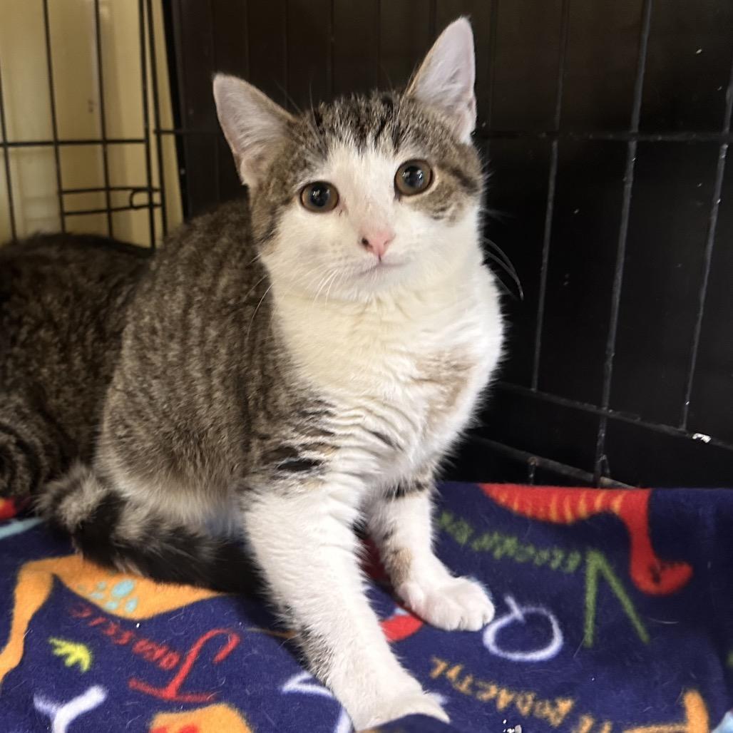 Maegan, Adoptable, Young Female Domestic Short Hair.