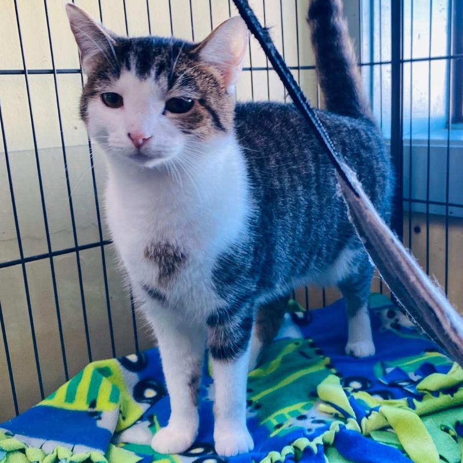 Enlarge Maegan, a Adoptable Domestic Short Hair in Mount Vernon, IN image 2/4