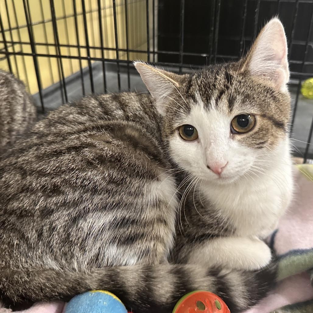 Enlarge Maegan, a Adoptable Domestic Short Hair in Mount Vernon, IN image 2/3