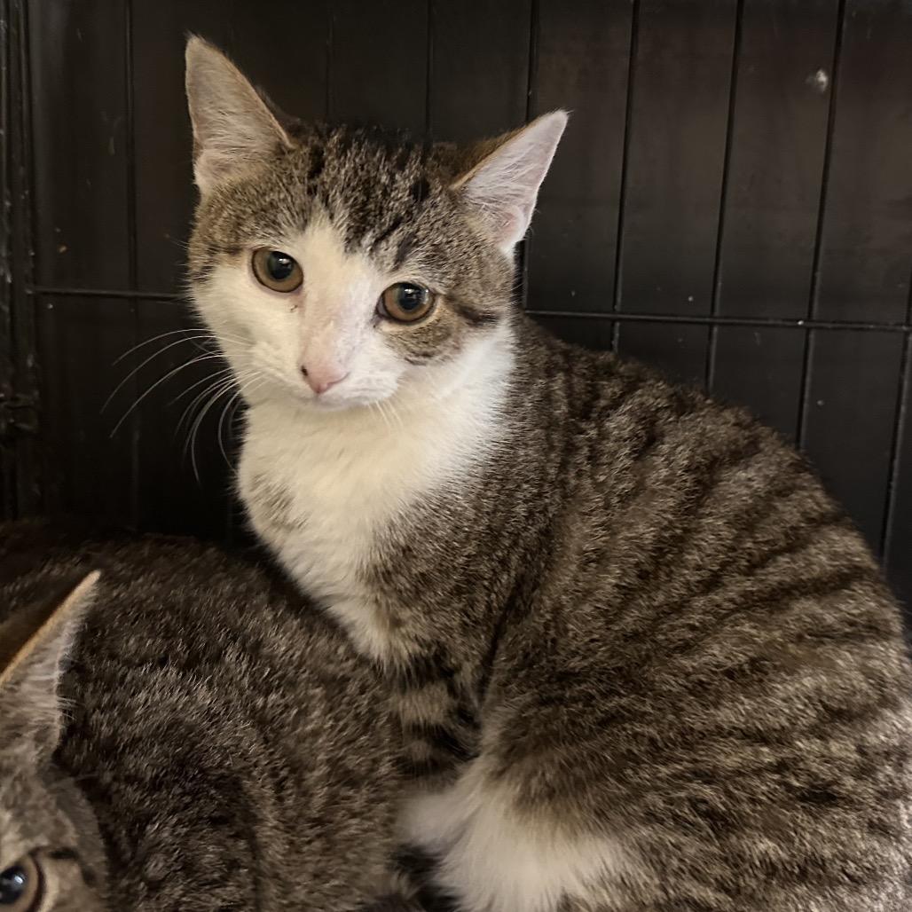 Enlarge Maegan, a Adoptable Domestic Short Hair in Mount Vernon, IN image 3/3