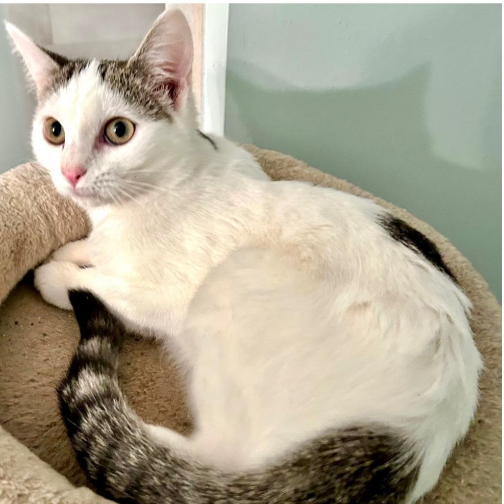 Blossom, Adoptable, Young Female Domestic Short Hair.