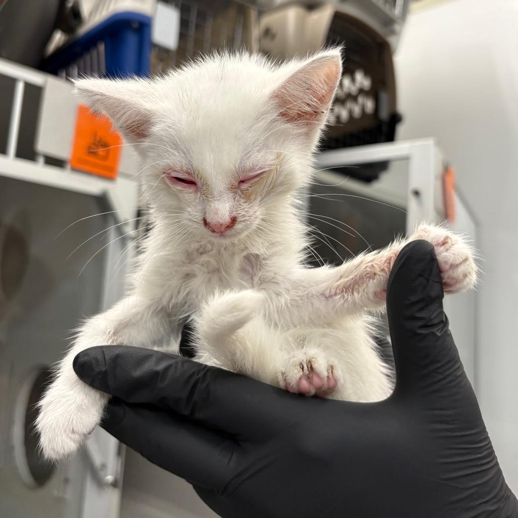 Enlarge Maxie, a Adoptable Domestic Short Hair in Long Beach, CA image 1/3