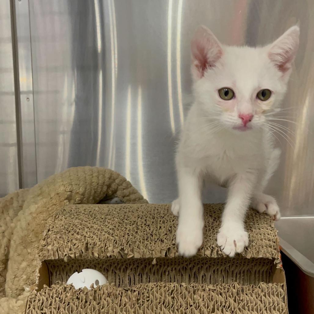 Enlarge Maxie, a Adoptable Domestic Short Hair in Long Beach, CA image 3/3