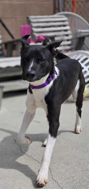 Enlarge ACE, a Adoptable mixed breed in Bowling Green, OH image 1/1