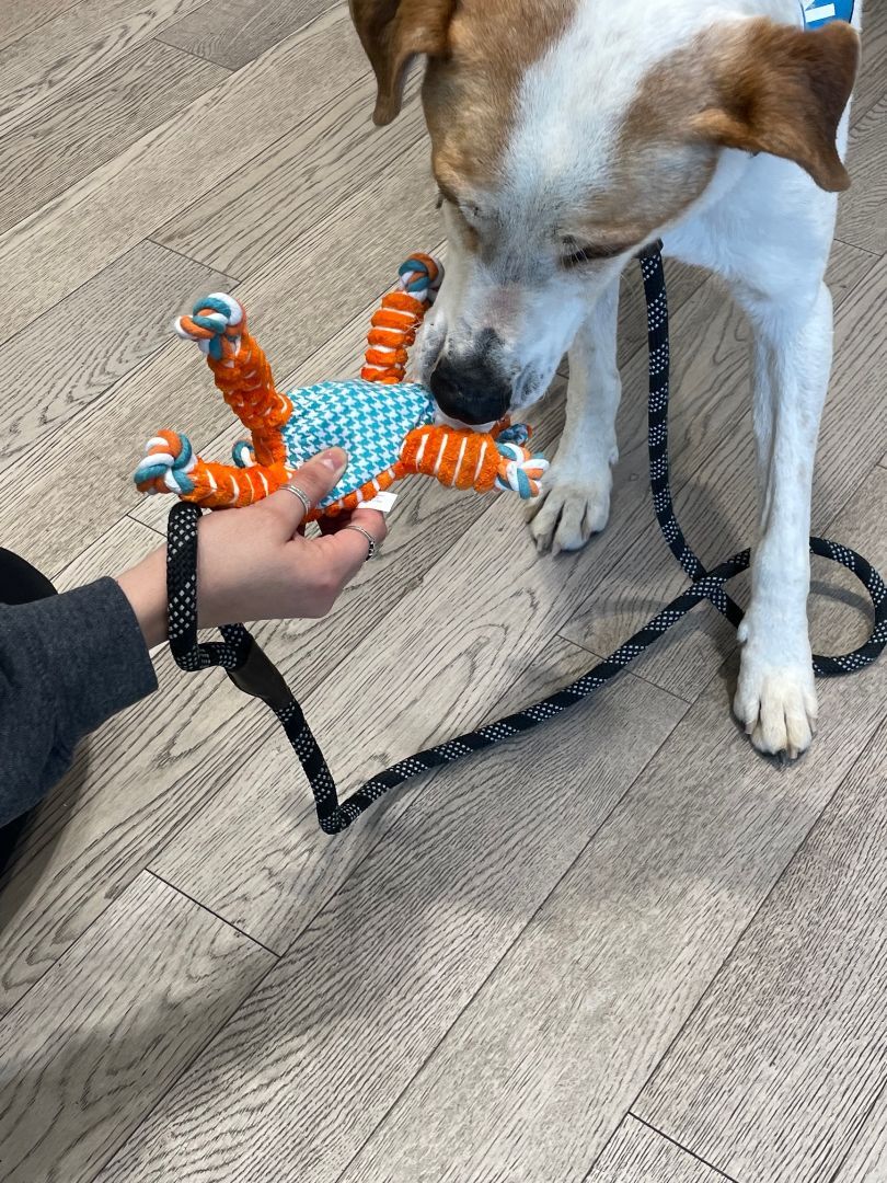 Enlarge Zac, a Adoptable mixed breed in El Paso, TX image 2/3