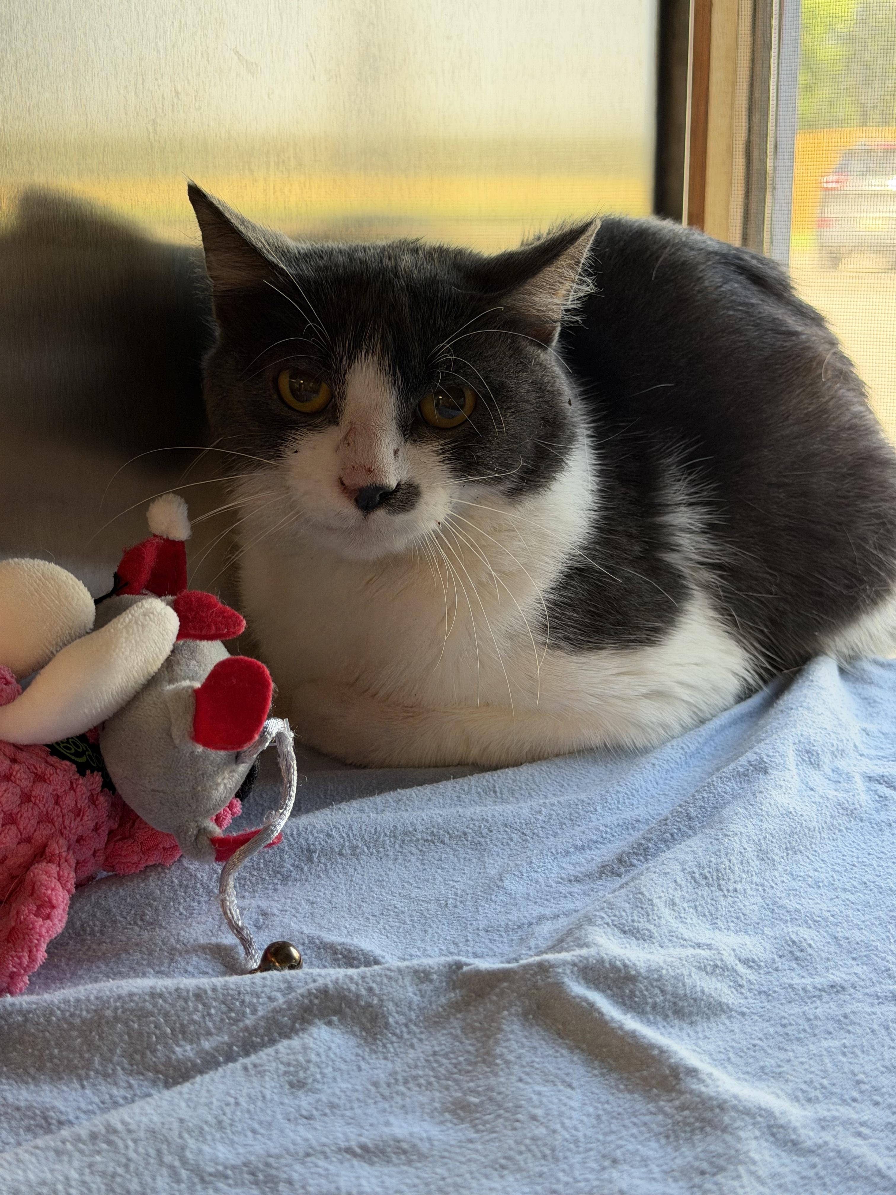 David, adopted, Young Male Domestic Short Hair.