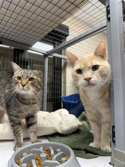 Enlarge Max, a Adoptable Domestic Short Hair in Hutchinson, KS image 1/3