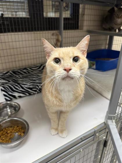 Enlarge Max, a Adoptable Domestic Short Hair in Hutchinson, KS image 3/3