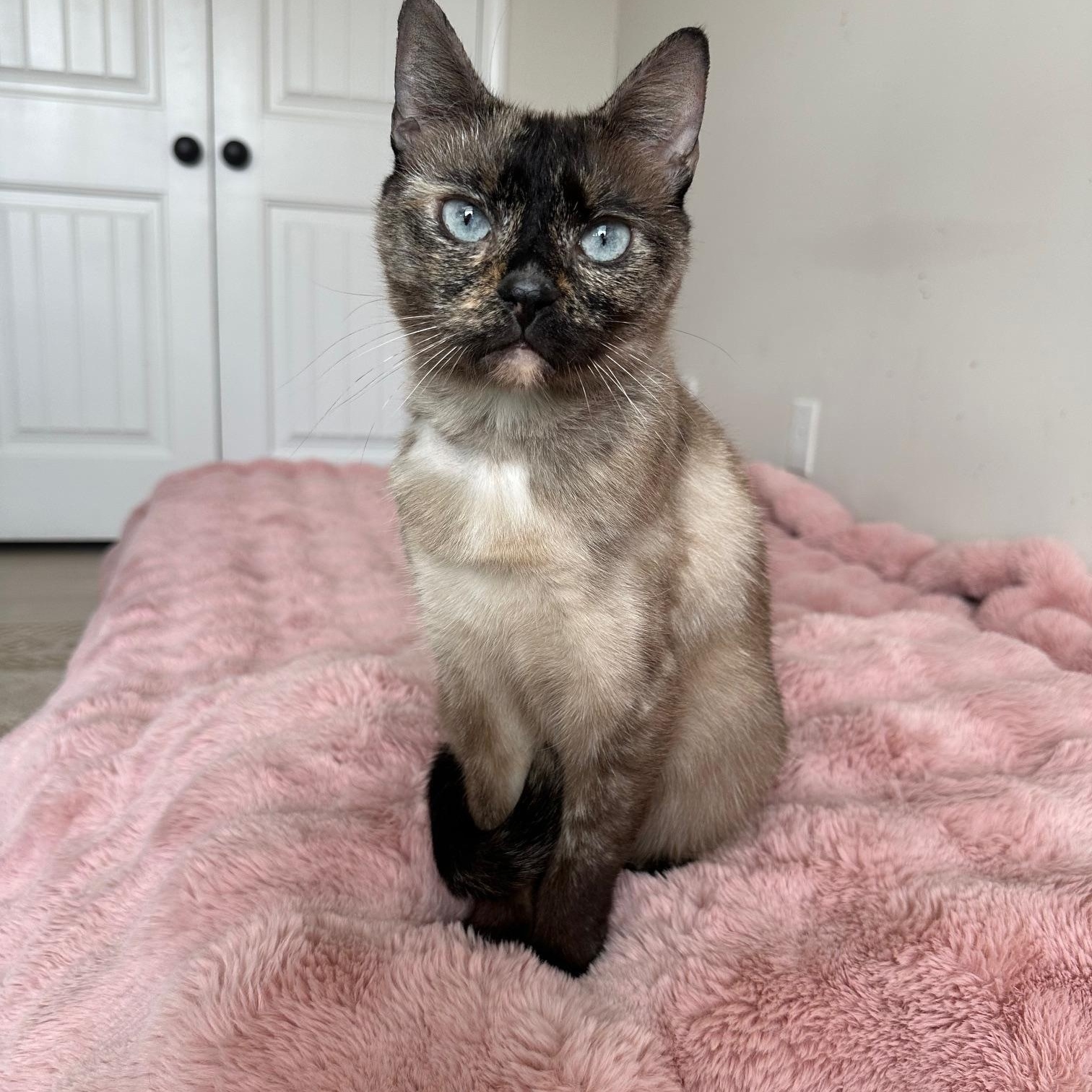 Enlarge Apple, a ADOPTABLE Siamese in Savannah, GA image 4/4