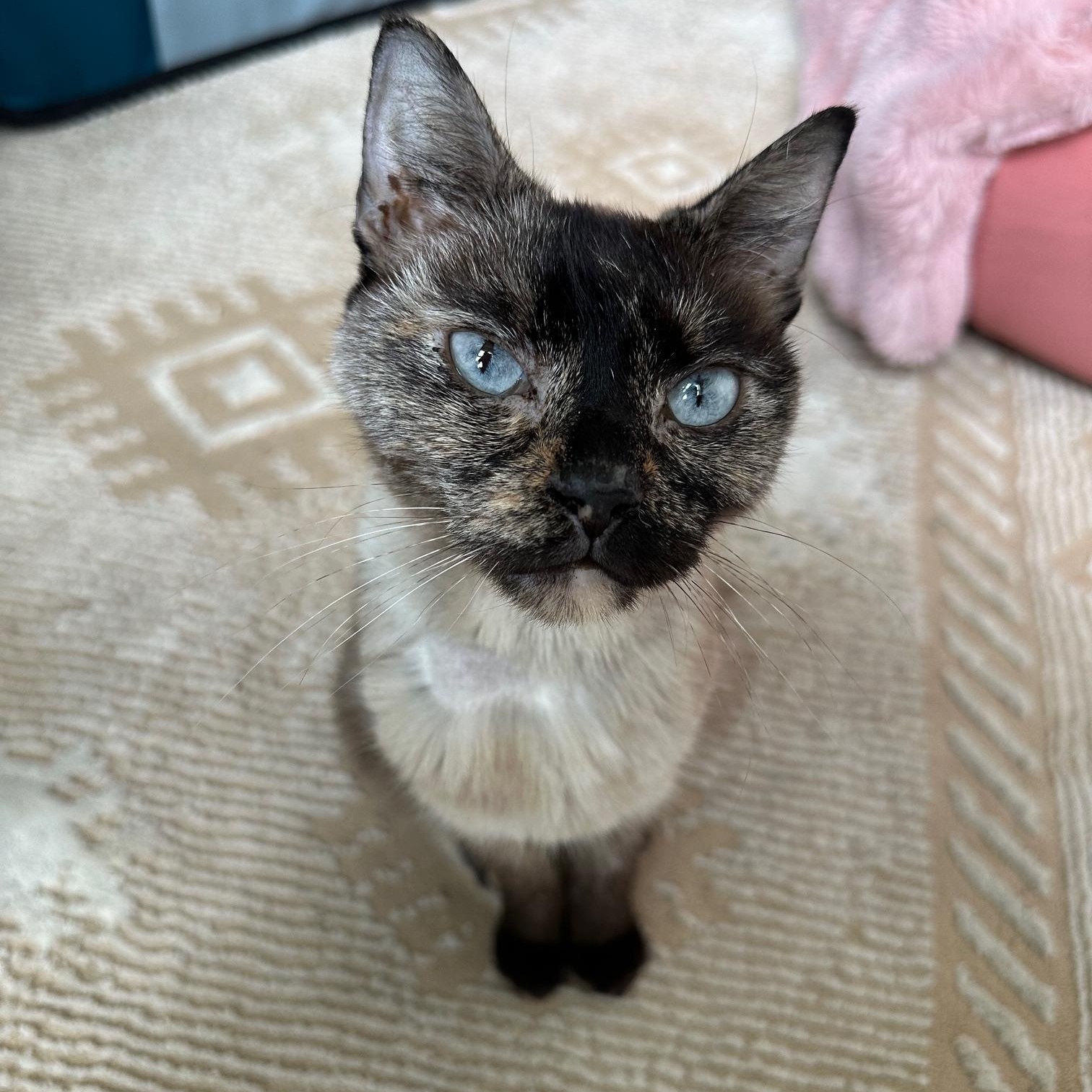 Enlarge Apple, a ADOPTABLE Siamese in Savannah, GA image 3/4