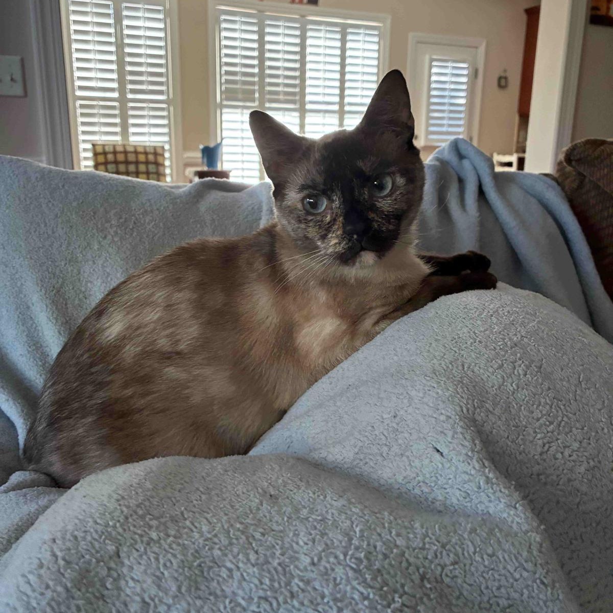 Enlarge Apple, a ADOPTABLE Siamese in Savannah, GA image 5/5