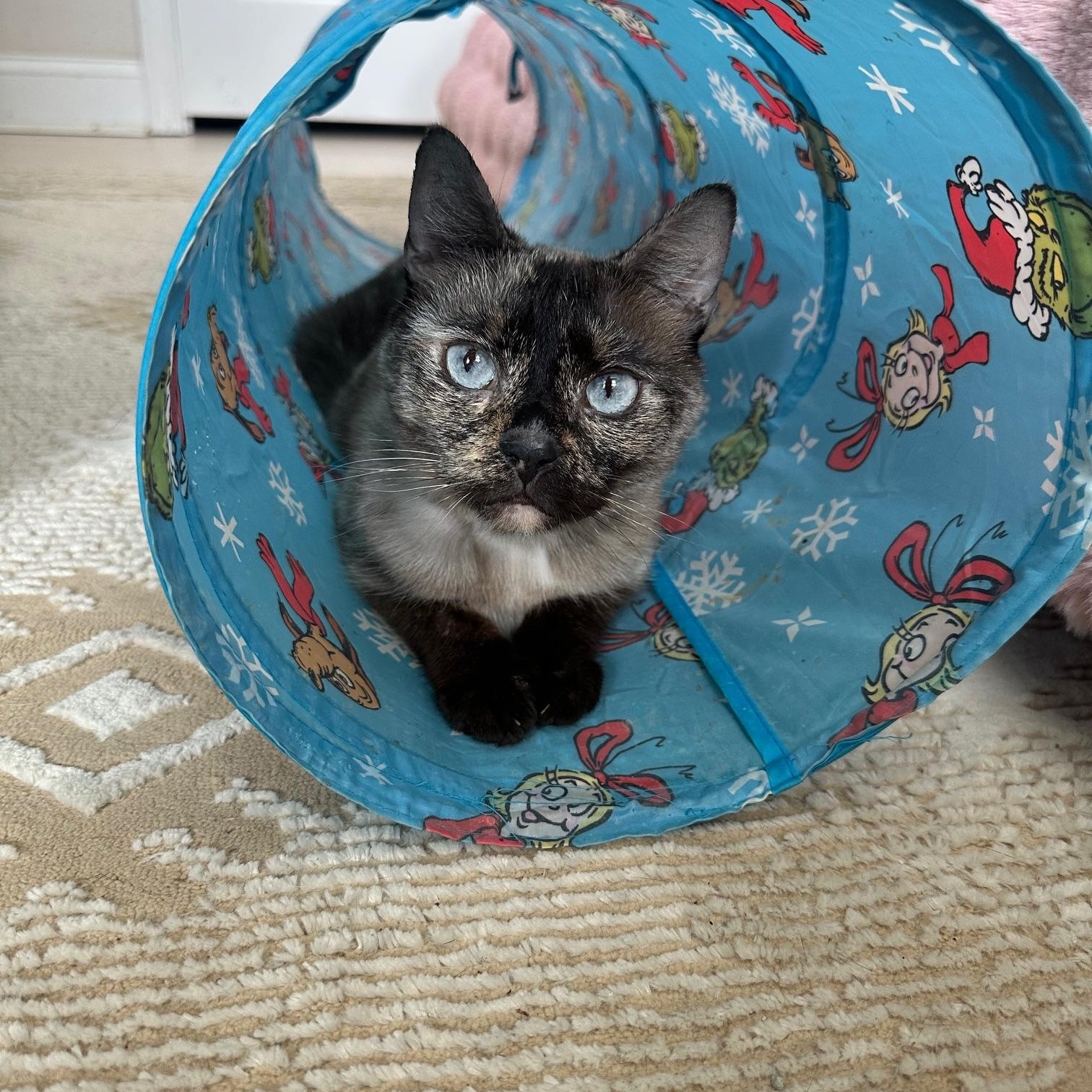 Enlarge Apple, a ADOPTABLE Siamese in Savannah, GA image 2/4