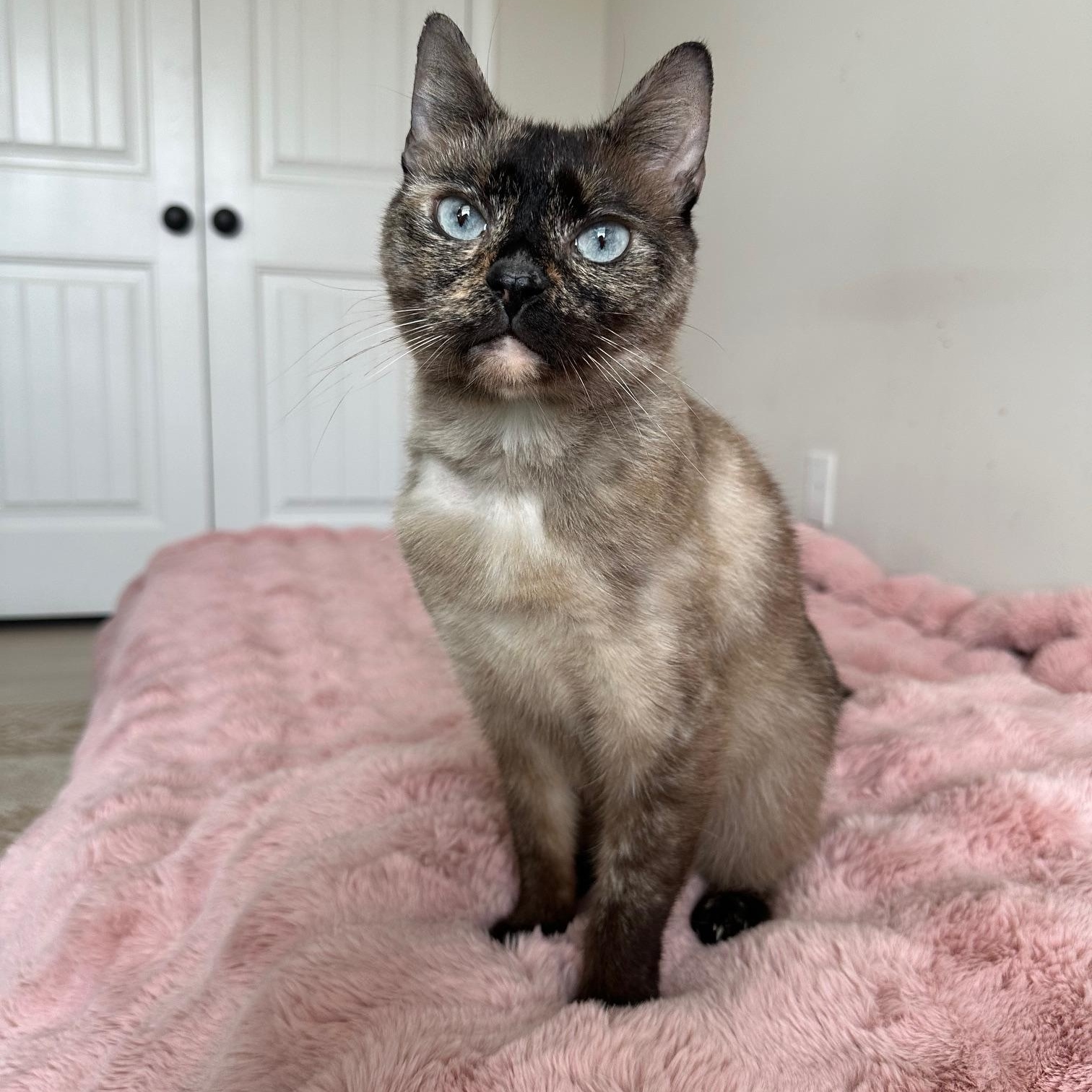 Enlarge Apple, a ADOPTABLE Siamese in Savannah, GA image 1/4