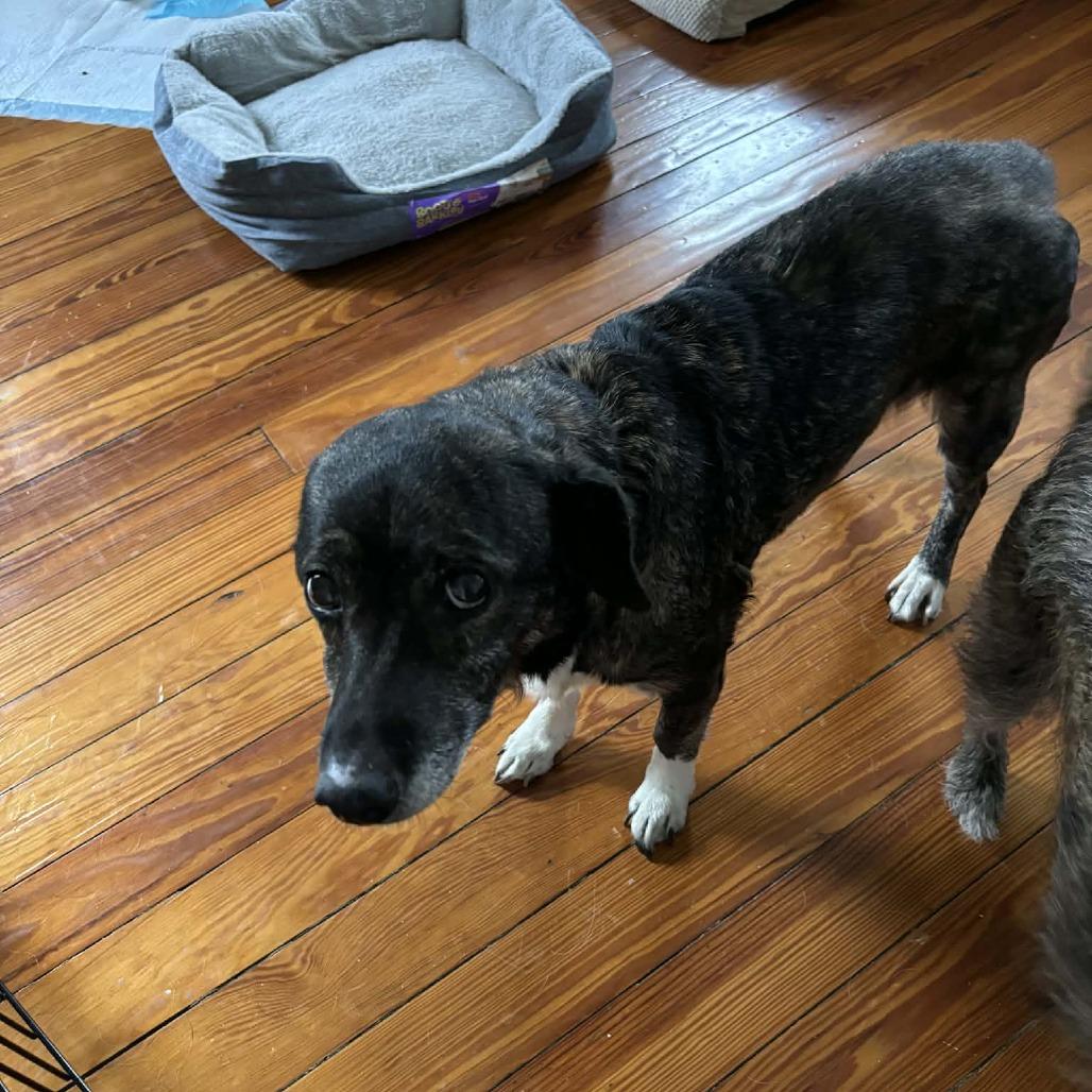 Enlarge Nala 4, a Adoptable mixed breed in Winchester, VA image 1/4