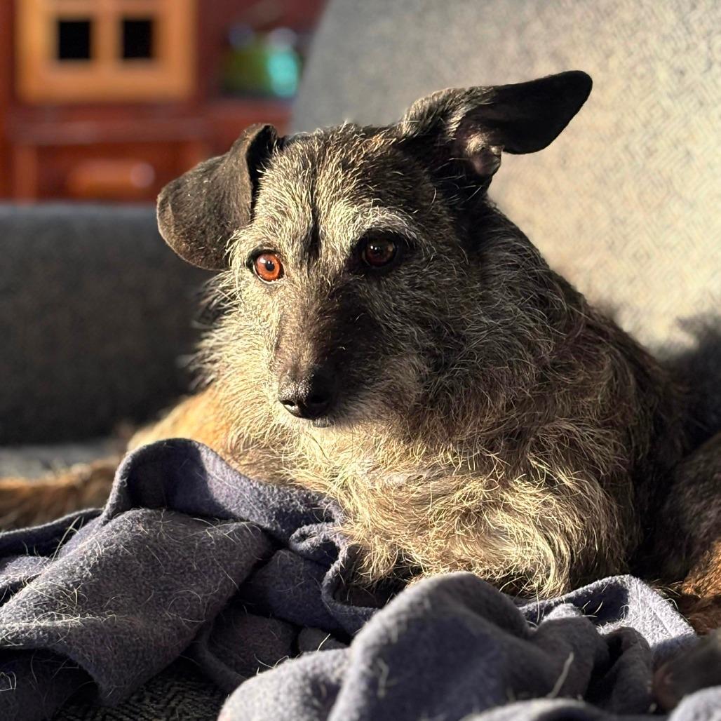 Nala 4, Adoptable, Senior Female Wirehaired Dachshund & Jack Russell Terrier.