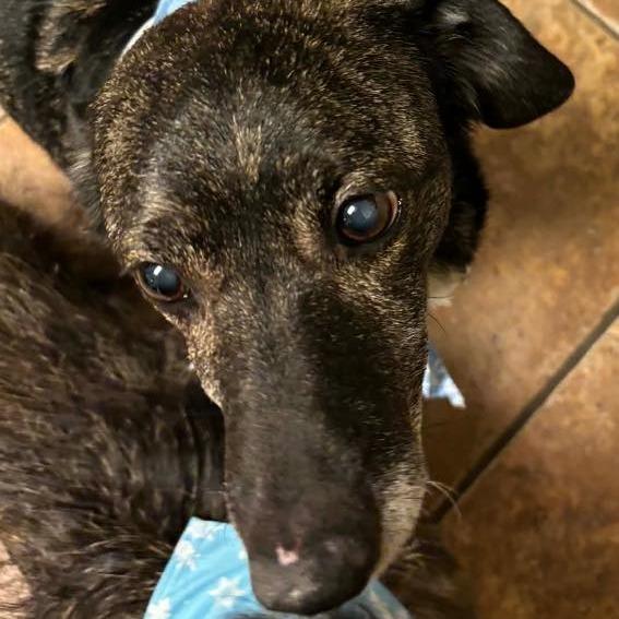 Enlarge Nala 4, a Adoptable mixed breed in Winchester, VA image 4/4