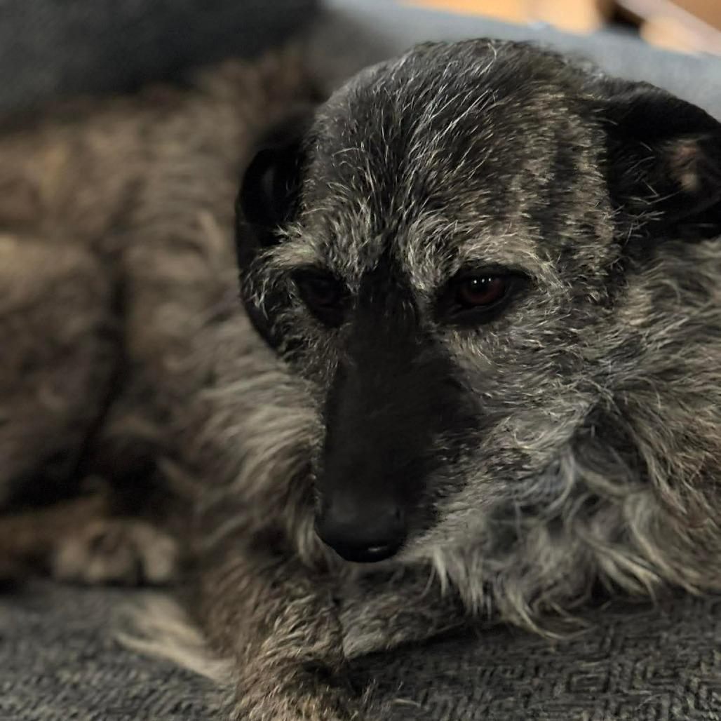 Enlarge Nala 4, a Adoptable mixed breed in Winchester, VA image 3/4