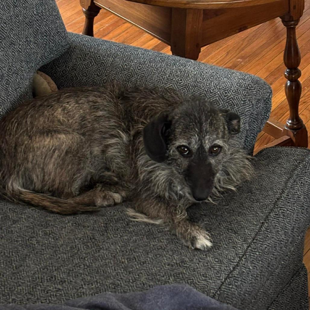 Enlarge Nala 4, a Adoptable mixed breed in Winchester, VA image 4/4