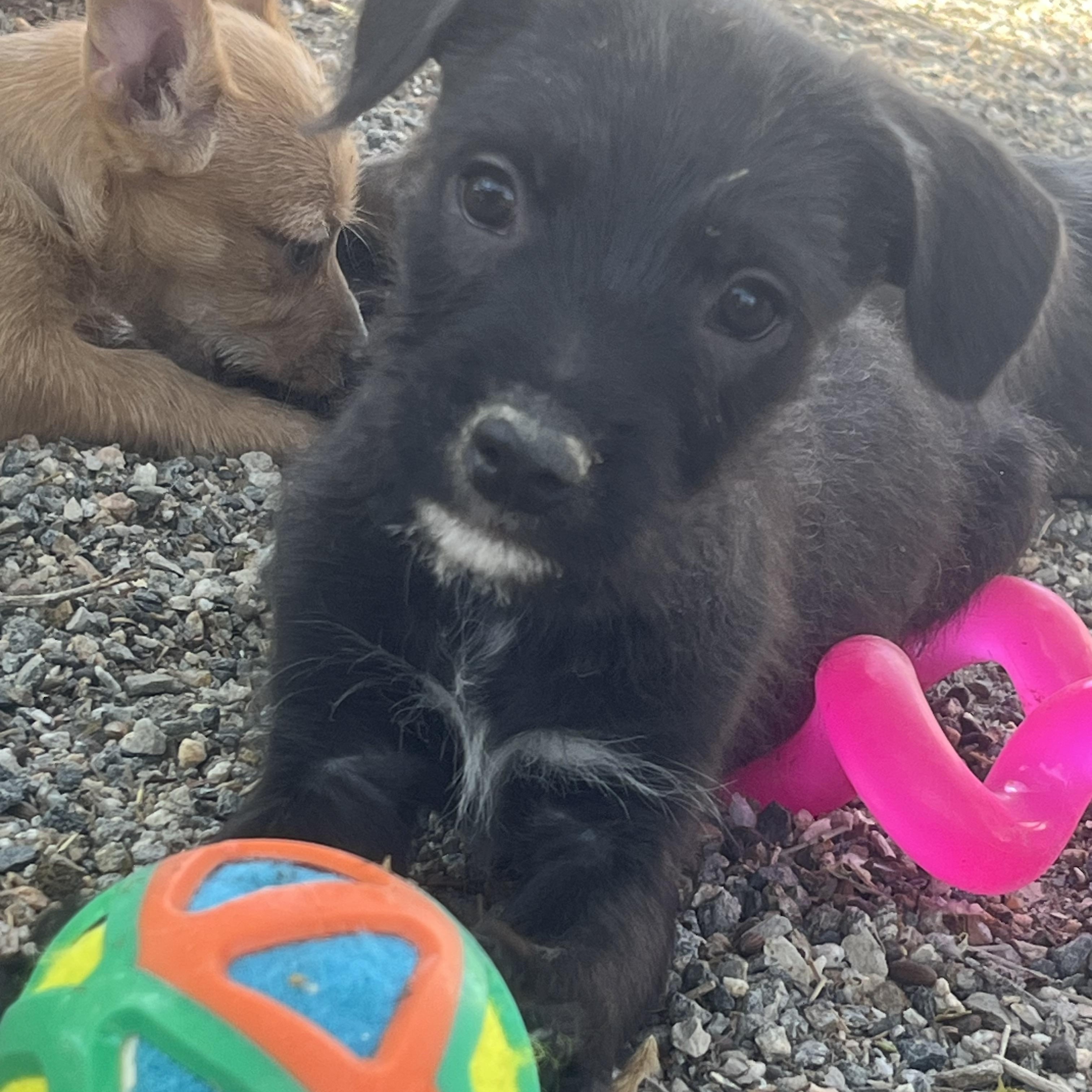 Rolf, Adoptable, Puppy Male Wirehaired Terrier.