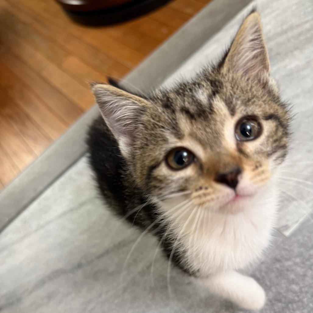 Enlarge Roo in Vienna, VA, a Adoptable Domestic Short Hair in Falls Church, VA image 1/1