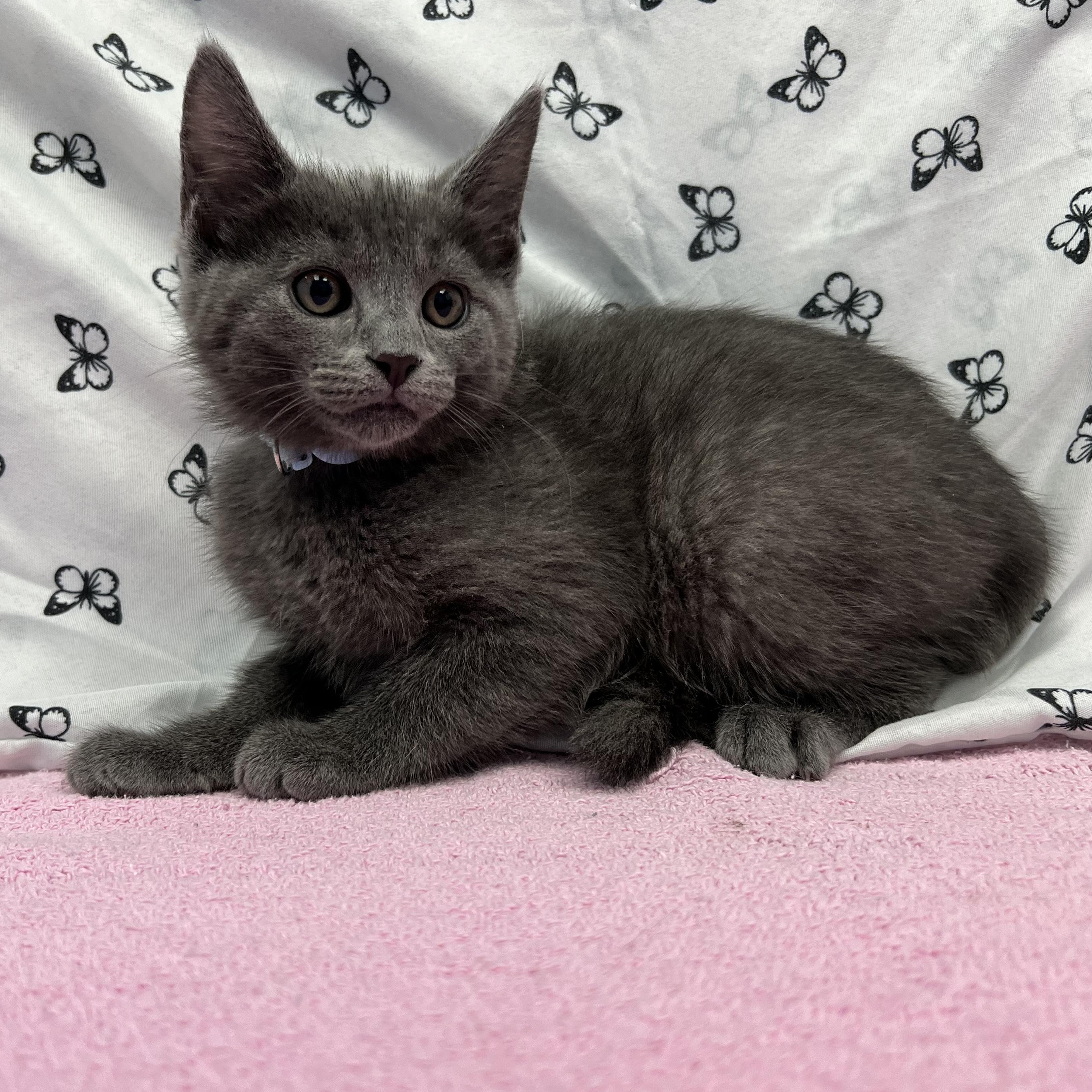 Elwood, a ADOPTABLE Domestic Short Hair in Bear, DE image 1/2
