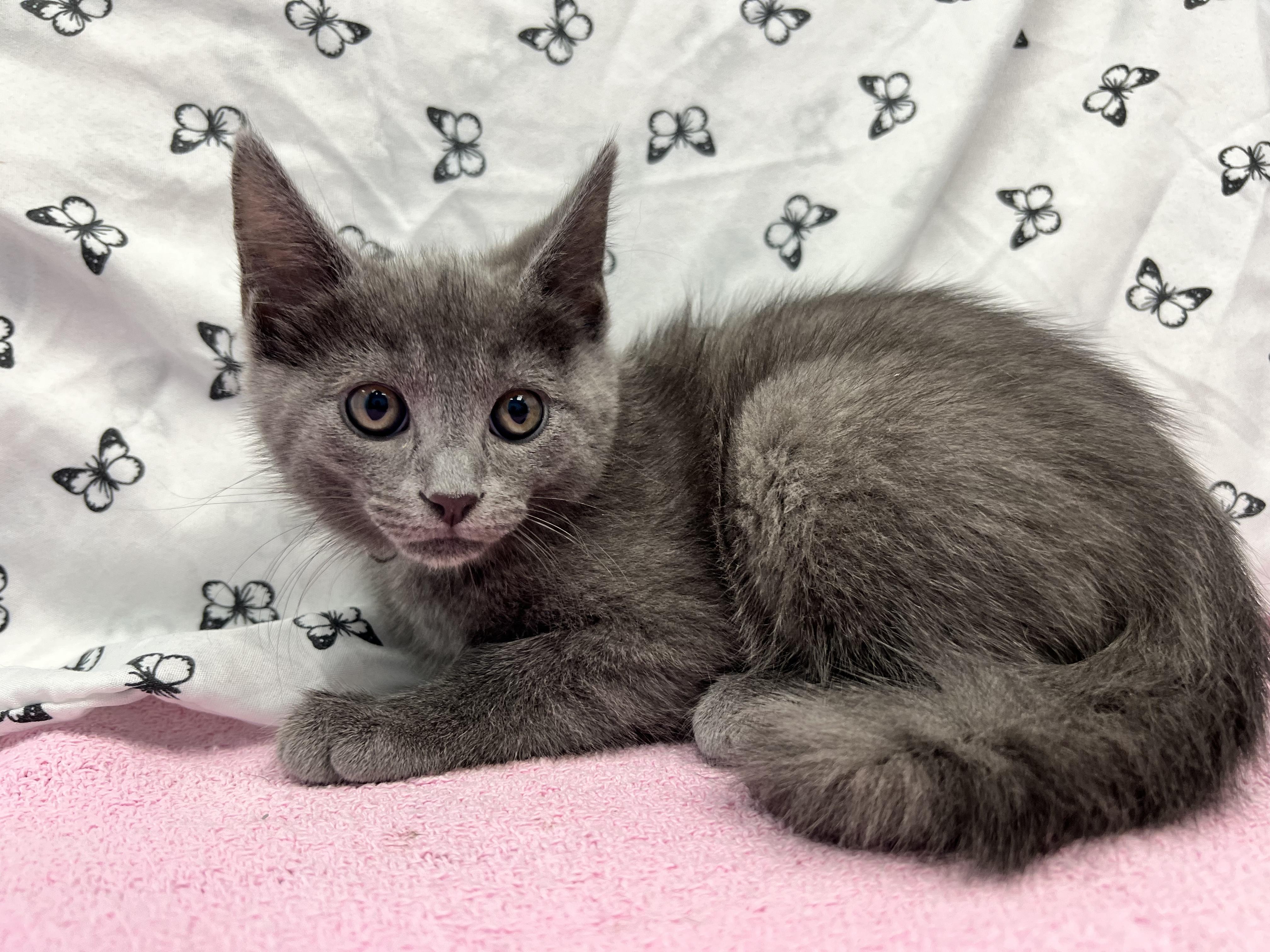 Elwood, a ADOPTABLE Domestic Short Hair in Bear, DE image 2/2