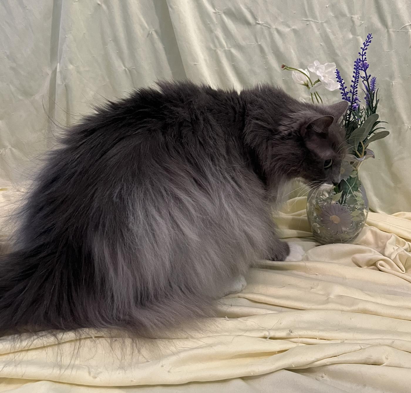 Enlarge Valencia, a Adoptable Domestic Long Hair in Connelly Springs, NC image 6/6