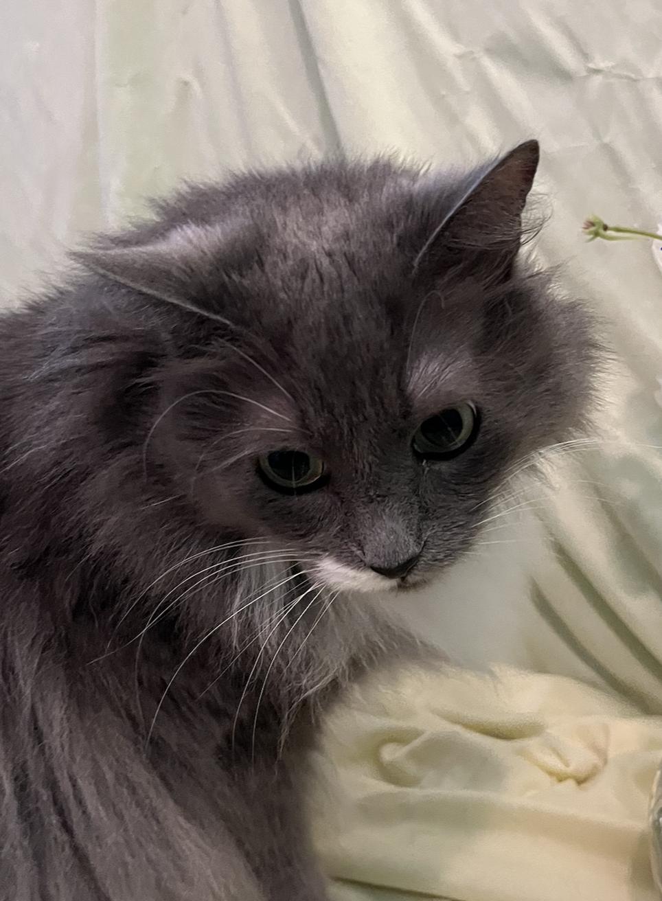 Enlarge Valencia, a Adoptable Domestic Long Hair in Connelly Springs, NC image 5/6