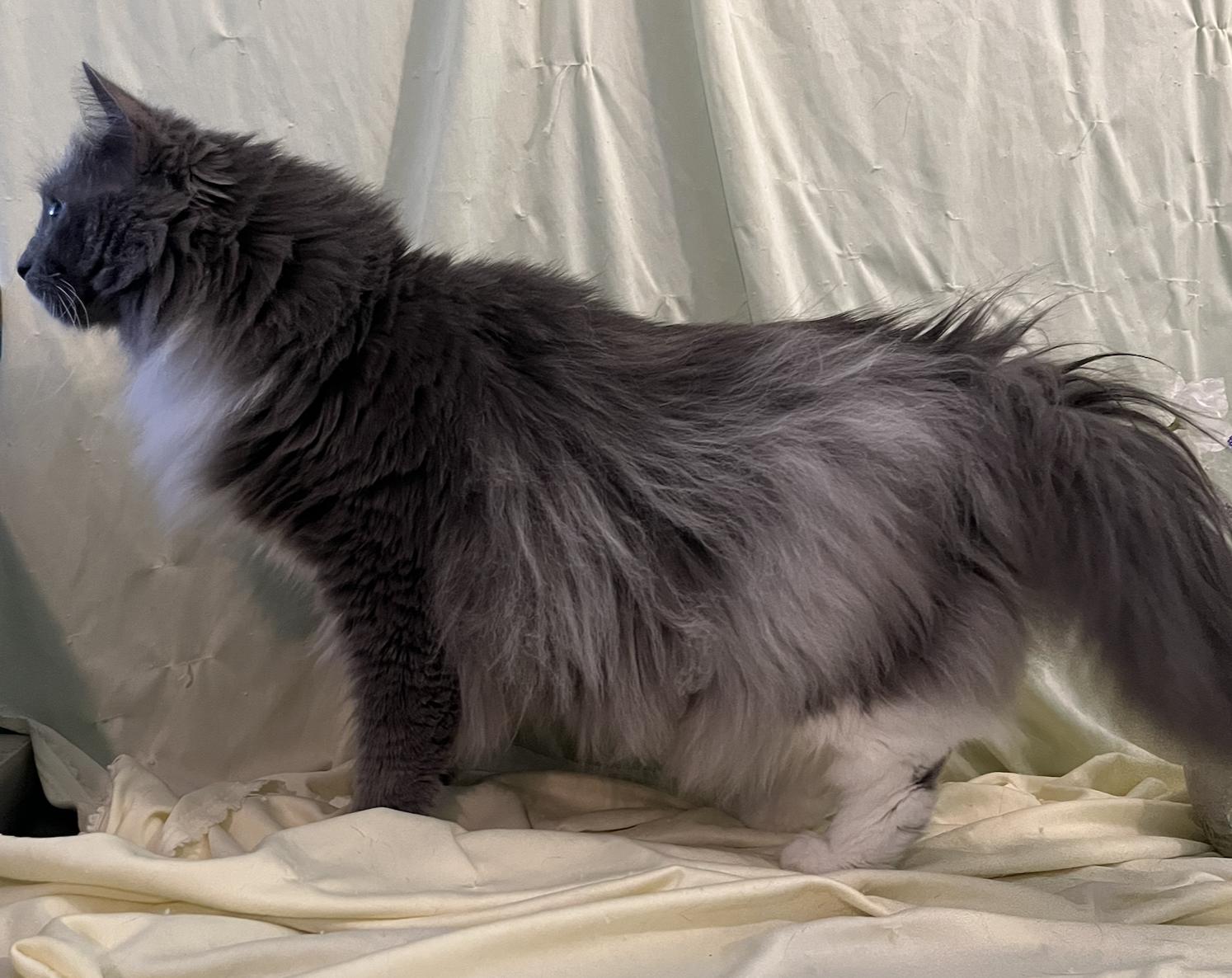 Enlarge Valencia, a Adoptable Domestic Long Hair in Connelly Springs, NC image 4/6