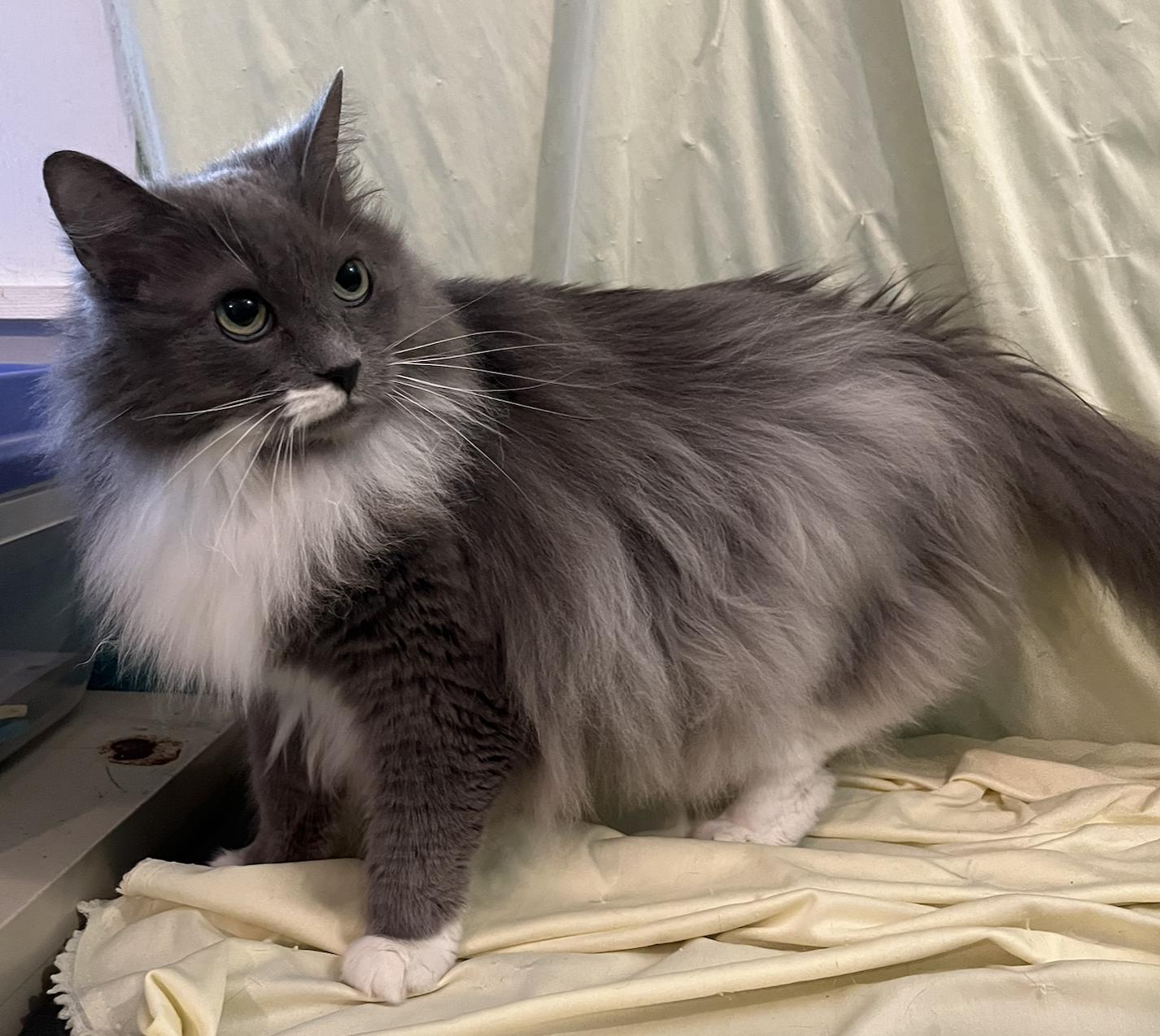 Enlarge Valencia, a Adoptable Domestic Long Hair in Connelly Springs, NC image 3/6