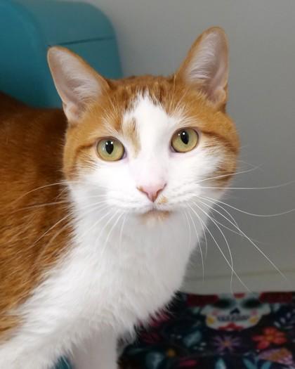 Mort, Adoptable, Adult Male Domestic Short Hair & Domestic Short Hair.