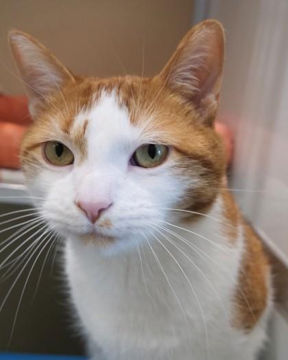 Enlarge Mort, a Adoptable mixed breed in Fishers, IN image 2/3