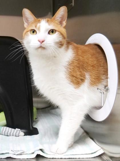 Enlarge Mort, a Adoptable mixed breed in Fishers, IN image 3/3