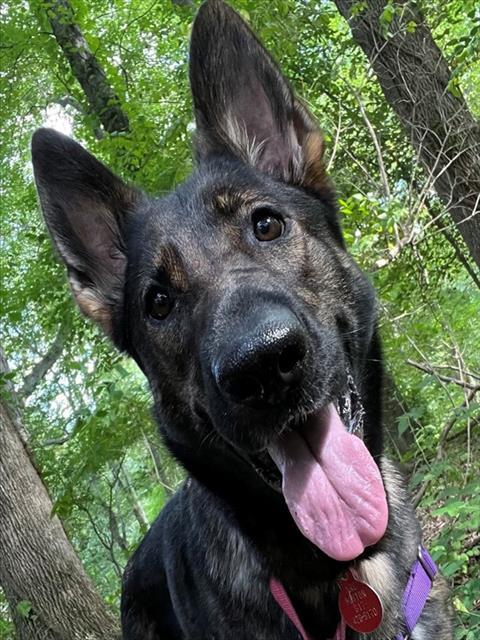 ANNA, Adoptable, Adult Female German Shepherd Dog.
