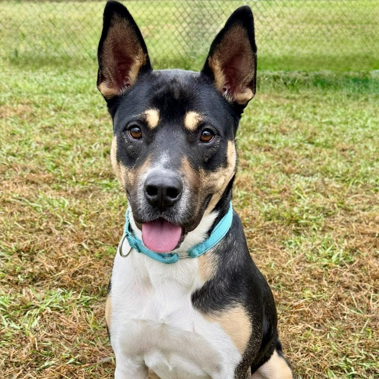 Johnny , ADOPTABLE, Adult Male Hound & Shepherd.