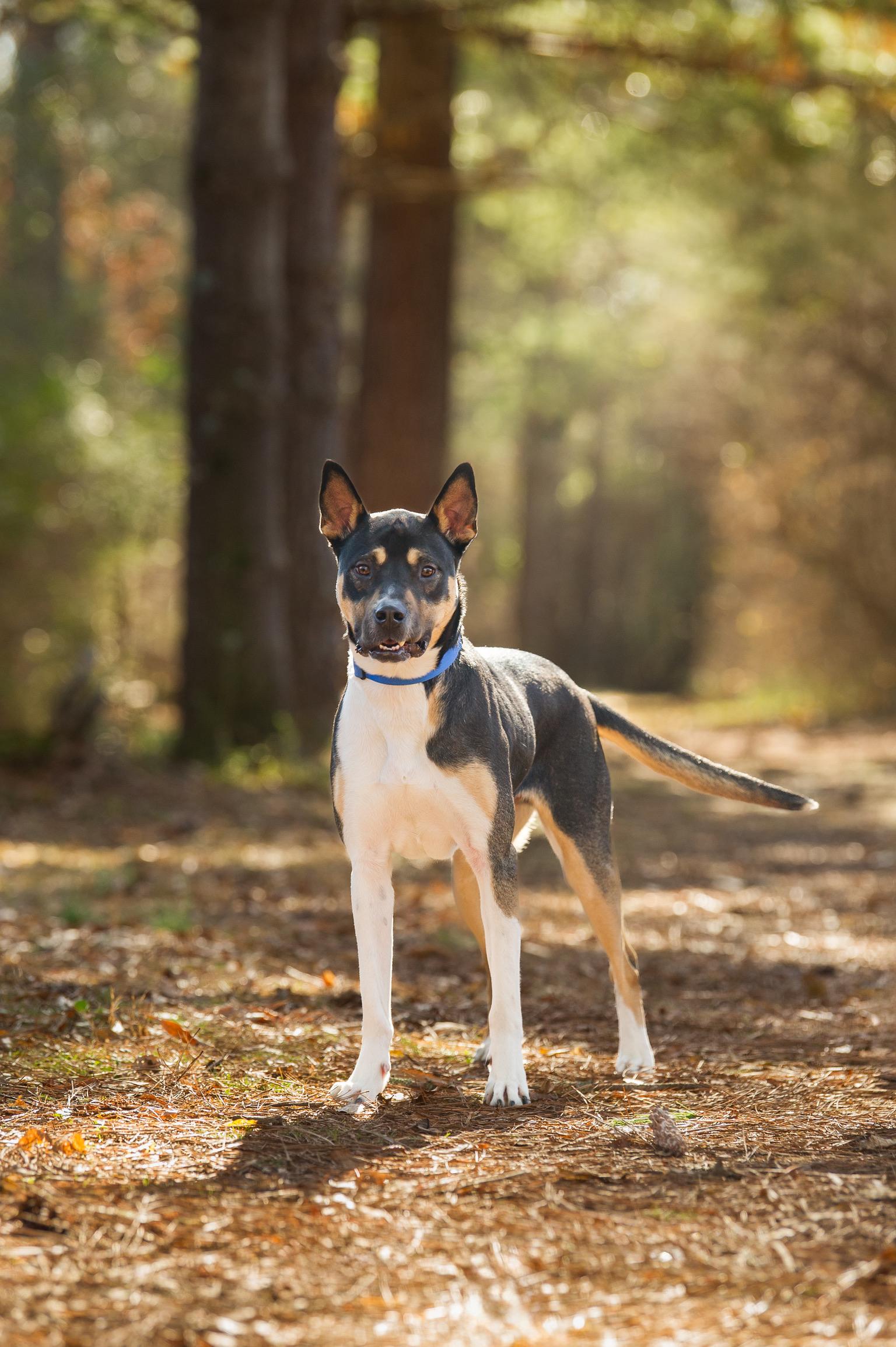 Enlarge Johnny , a ADOPTABLE mixed breed in Nashville, TN image 2/6