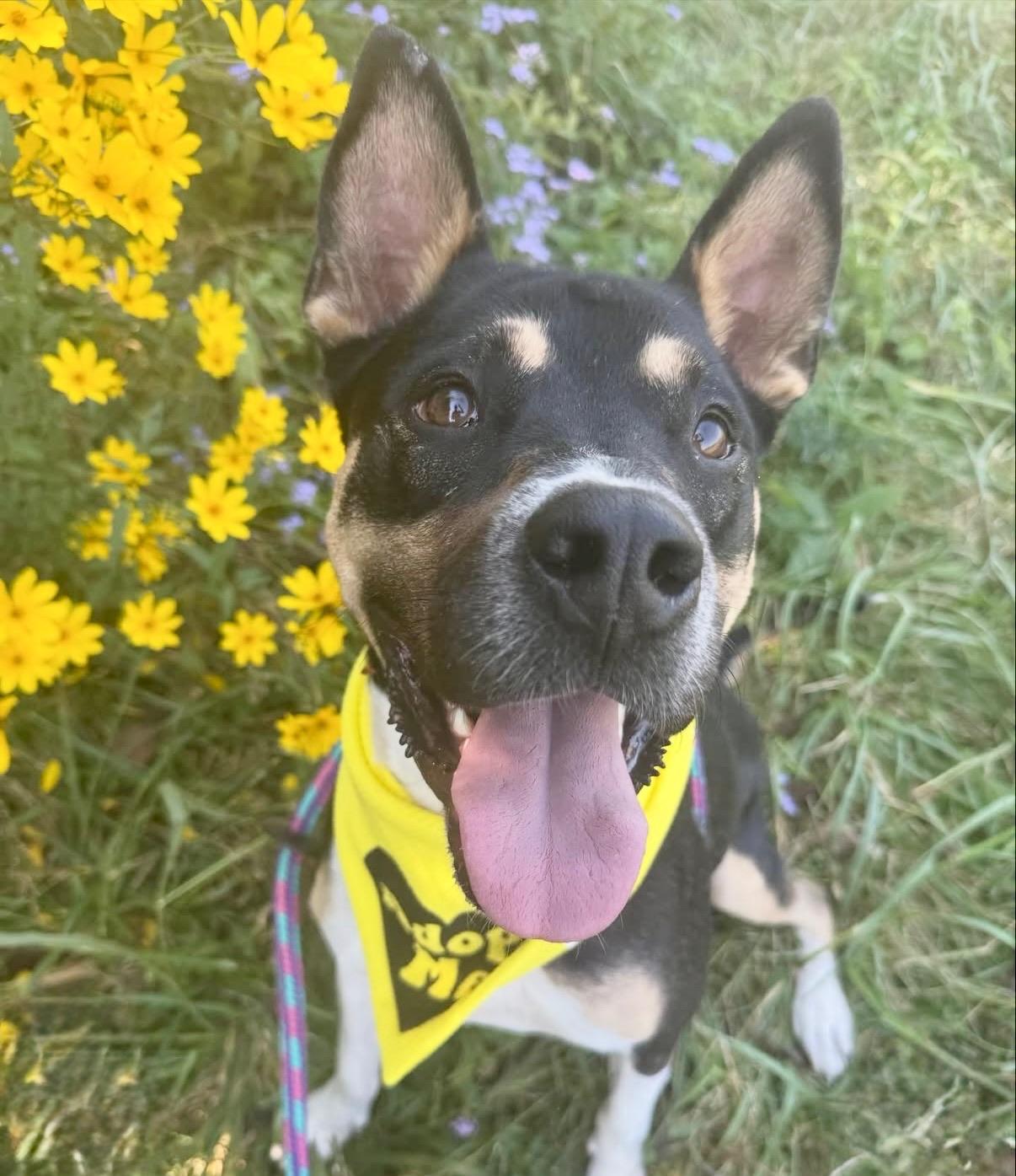 Enlarge Johnny , a ADOPTABLE mixed breed in Nashville, TN image 4/4