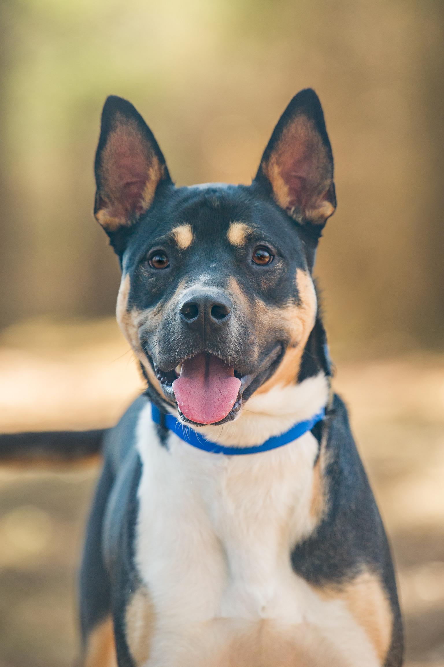 Enlarge Johnny , a ADOPTABLE mixed breed in Nashville, TN image 1/6