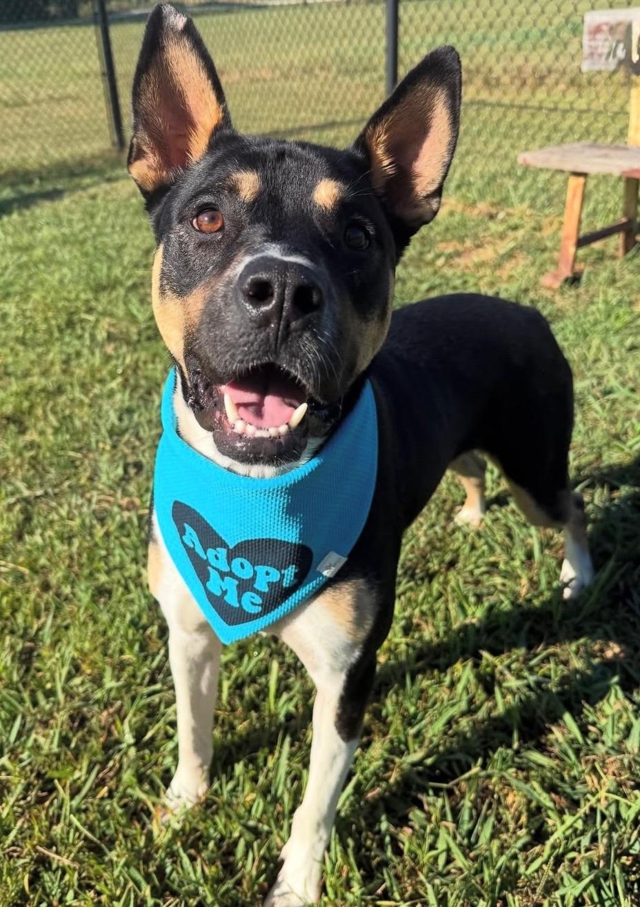Enlarge Johnny , a ADOPTABLE mixed breed in Nashville, TN image 2/4