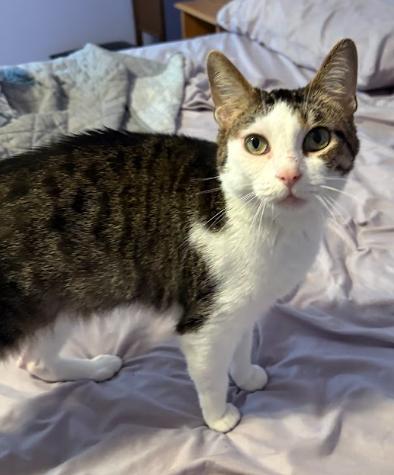 Enlarge Carey & London, a ADOPTABLE American Shorthair in Indianapolis, IN image 4/5