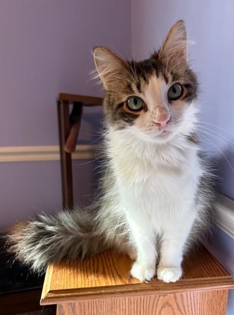 Enlarge Carey & London, a ADOPTABLE American Shorthair in Indianapolis, IN image 3/5