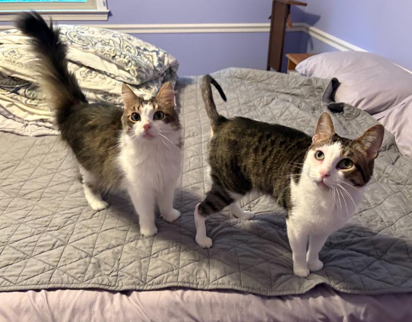 Enlarge Carey & London, a ADOPTABLE American Shorthair in Indianapolis, IN image 2/5