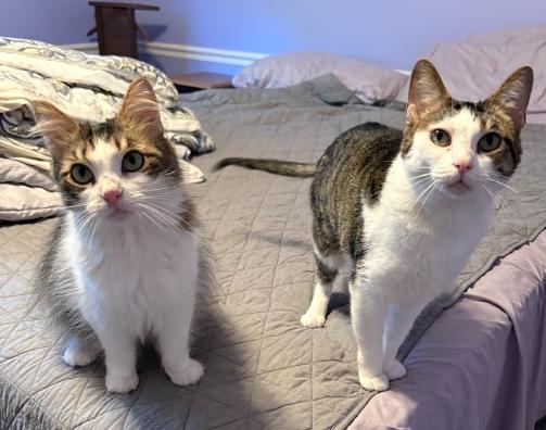 Carey & London, ADOPTABLE, Adult Female American Shorthair.