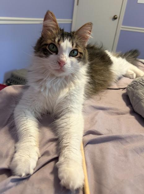 Enlarge Carey & London, a ADOPTABLE American Shorthair in Indianapolis, IN image 5/5