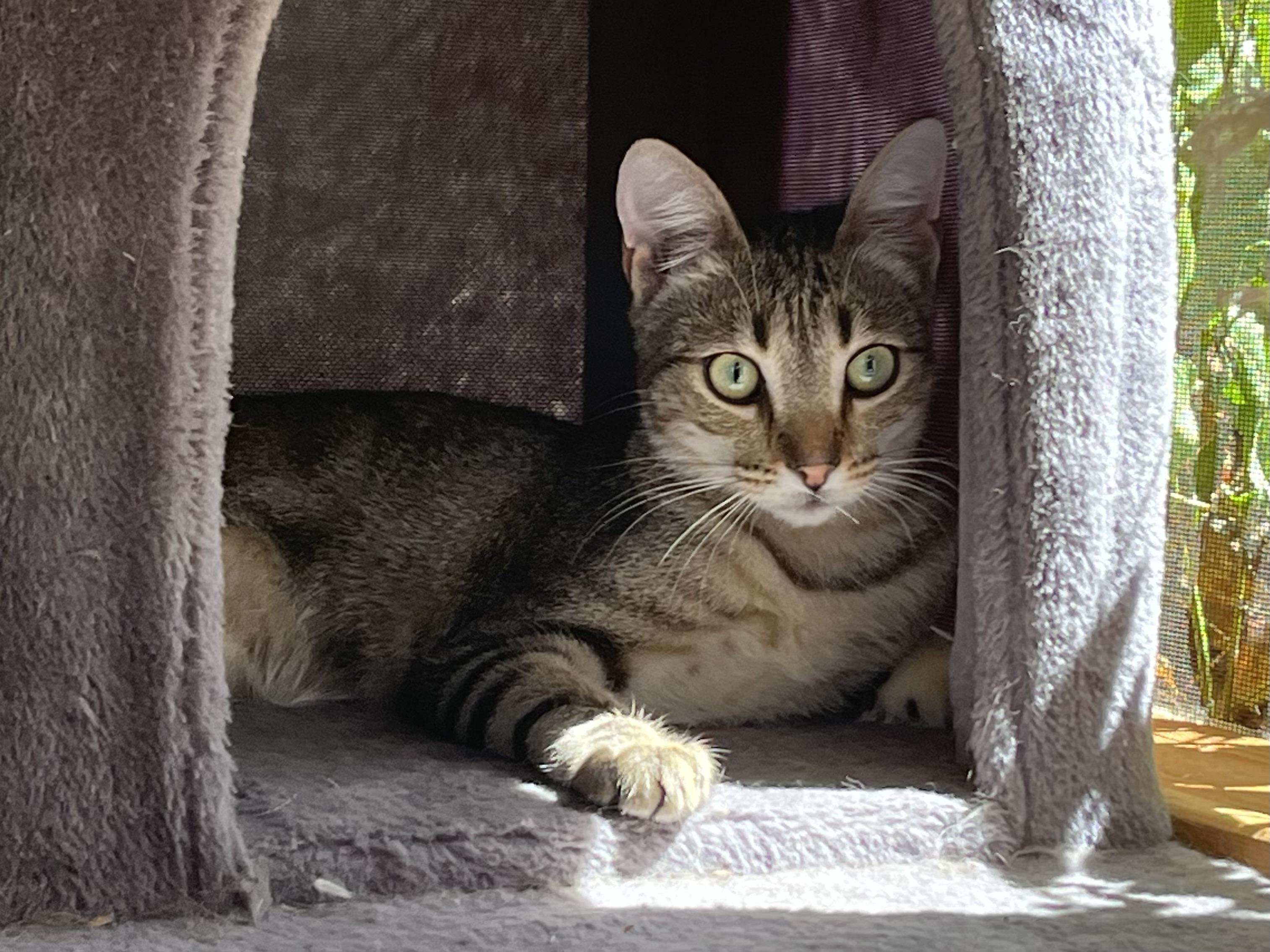 Enlarge Mezcal, a Adoptable mixed breed in Prescott, AZ image 2/4