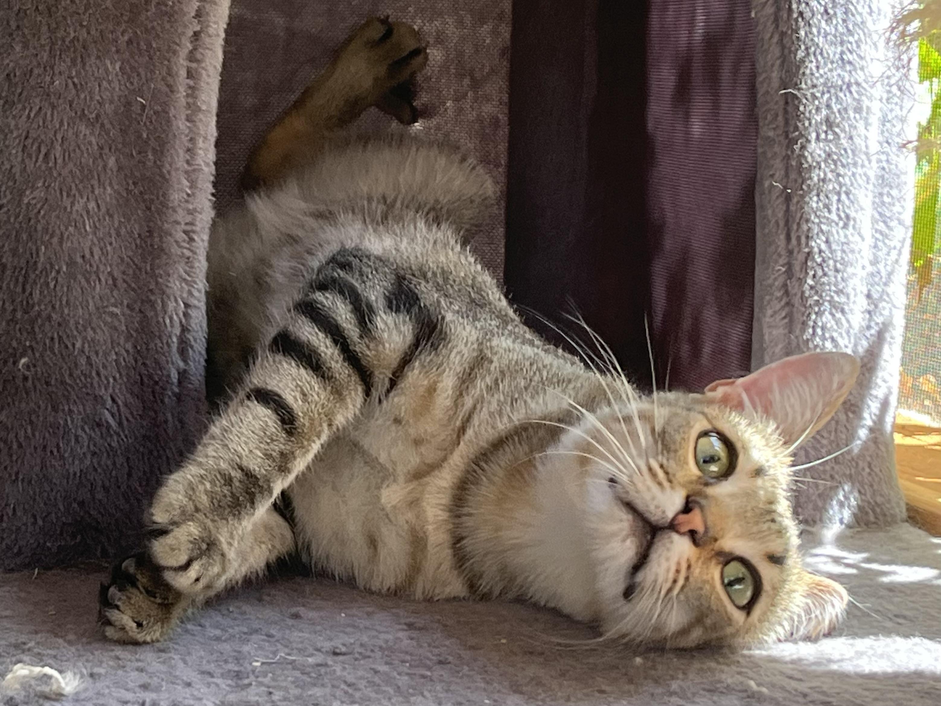 Enlarge Mezcal, a Adoptable mixed breed in Prescott, AZ image 1/4